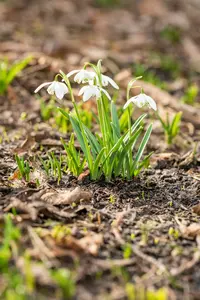 Flore Pleno - afbeelding 2