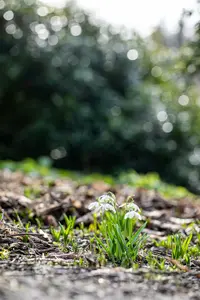 Flore Pleno - afbeelding 4