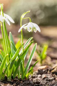 Flore Pleno - afbeelding 3