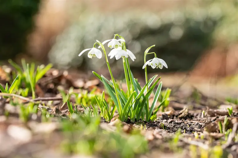 Flore Pleno - afbeelding 1