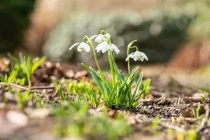 Flore Pleno - afbeelding 5