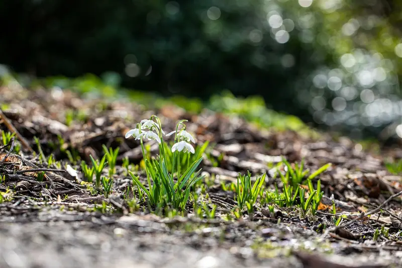 Flore Pleno - afbeelding 5