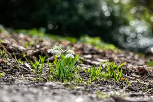 Flore Pleno - afbeelding 5