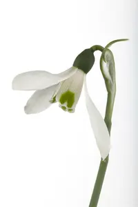 Galanthus nivalis P9