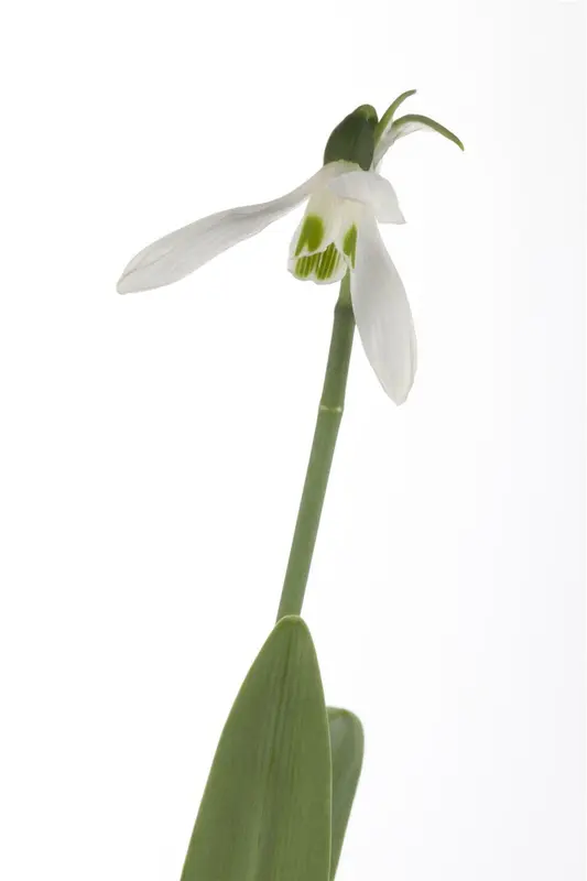 Galanthus nivalis P9 - afbeelding 2
