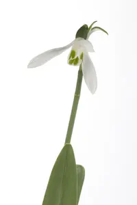 Galanthus nivalis P9 - afbeelding 2