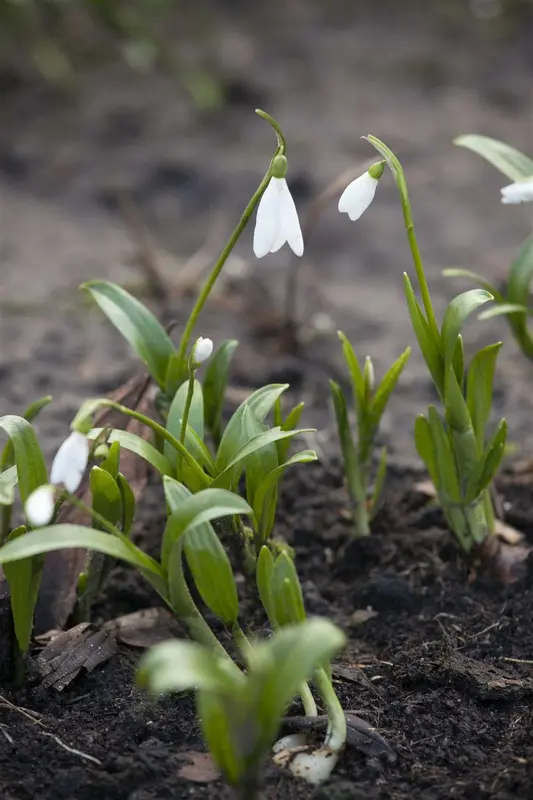 Galanthus nivalis P9 - afbeelding 3