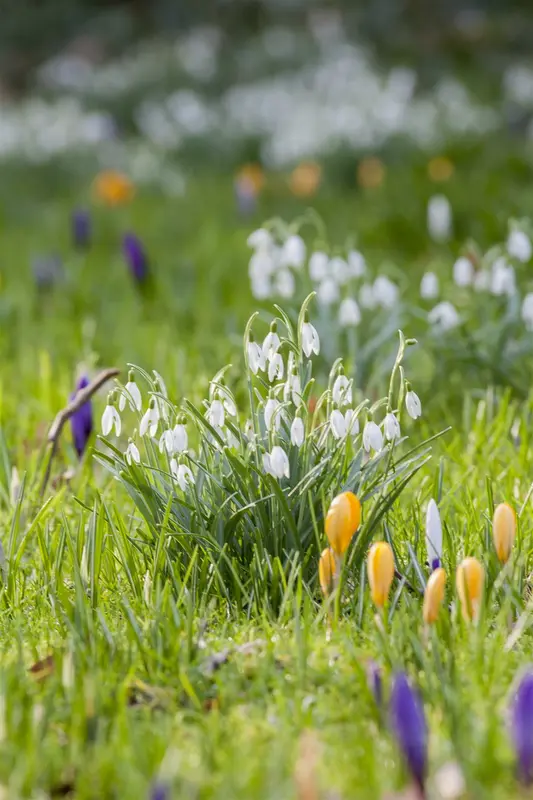 Galanthus nivalis P9 - afbeelding 4