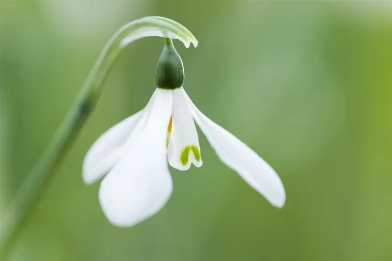 Galanthus nivalis P9 - afbeelding 5