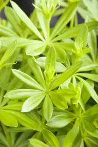 odoratum - afbeelding 10