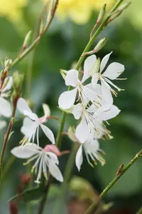 Gambit® White - afbeelding 4