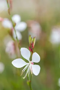Gambit® White - afbeelding 4