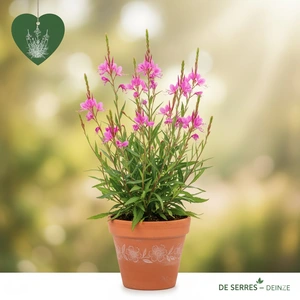 Gaura lindheimeri 'Belleza® Dark Pink' P10.5
