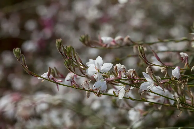 Gaura lindh. 'Cool Breeze' ( oenothera lindh.) P9 - afbeelding 2