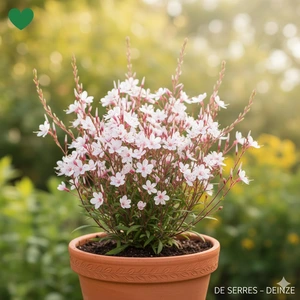 Gaura lindheimeri 'Rosy Jane' P9