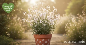 Gaura lindheimeri 'Snowstorm'® P9
