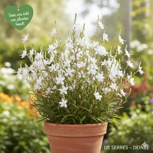 Gaura lindheimeri 'Sparkle White' P9