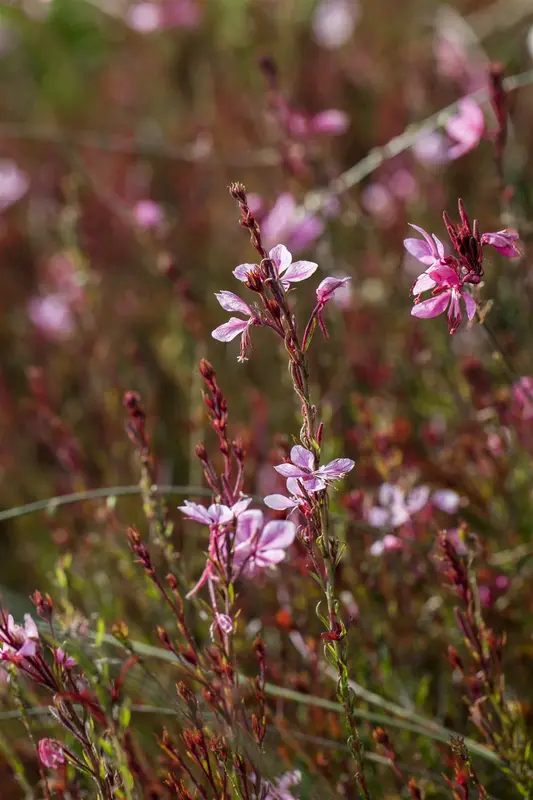 Gaura lindheimeri ( oenothera lindh.) P9 - afbeelding 4