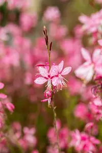 Pink Dwarf