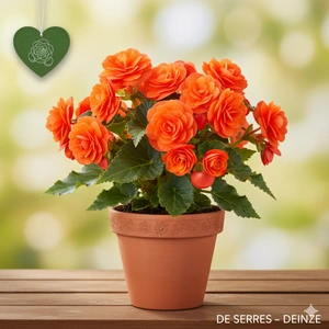 Begonia 'gefüllt orange'