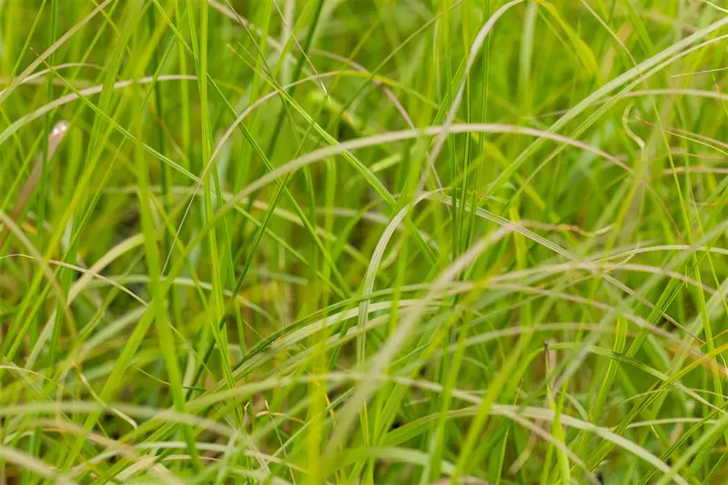 pennisetum alop. 'gelbstiel' P9 - afbeelding 1