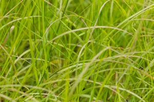 pennisetum alop. 'gelbstiel' P9 - afbeelding 2