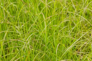 pennisetum alop. 'gelbstiel' P9 - afbeelding 2