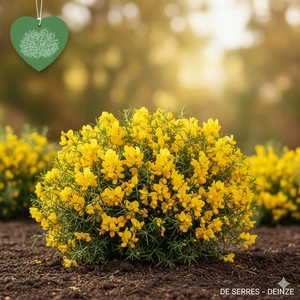 Genista hispanica C (25- 30)