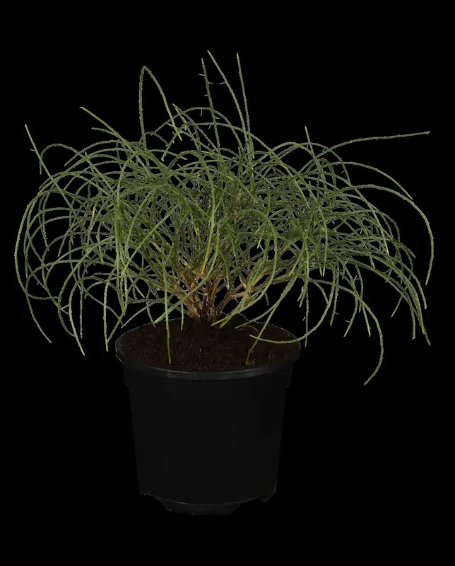 genista lydia (30- 40cm) - afbeelding 1