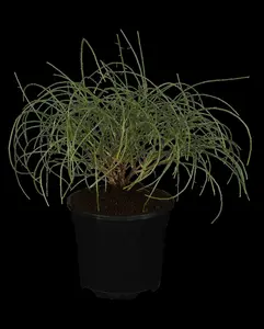 genista lydia (30- 40cm) - afbeelding 5