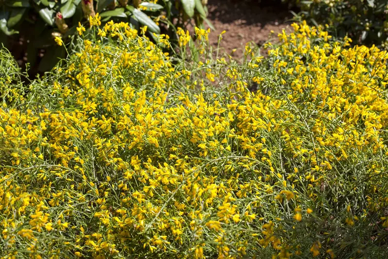 genista lydia (30- 40cm) - afbeelding 2