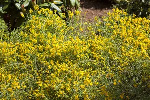 genista lydia (30- 40cm) - afbeelding 2