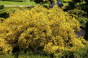 genista lydia (30- 40cm) - afbeelding 5
