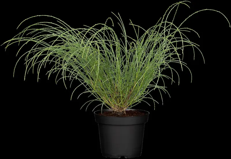 genista lydia (30- 40cm) - afbeelding 4