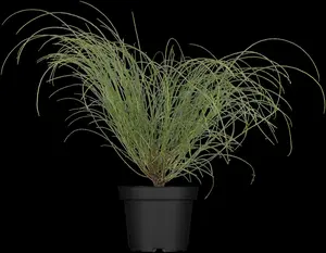 genista lydia (30- 40cm) - afbeelding 3