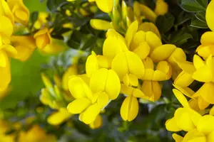Royal Gold - afbeelding 2