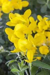 genista tinctoria (30- 40cm) - afbeelding 2