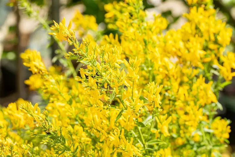 genista tinctoria (30- 40cm) - afbeelding 2