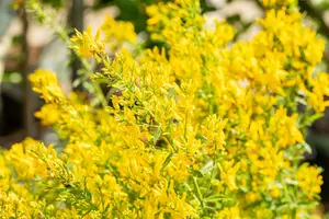 genista tinctoria (30- 40cm) - afbeelding 2