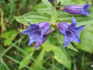 septemfida var. lagodechiana - afbeelding 2