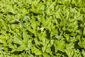 geoides - afbeelding 10