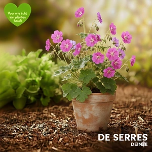 Geranium x cantabrigiense 'Cambridge' P9