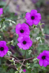 Geranium cin. 'Carol' P9