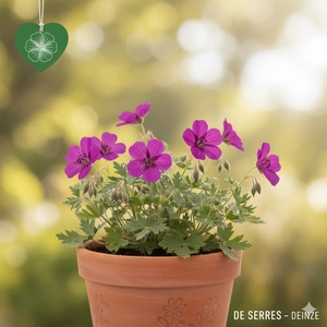 Geranium cinereum var. subcaulescens 'Purpureum' P9