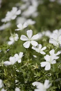 Geranium clarkei 'Kashmir Blue' P9 - afbeelding 1