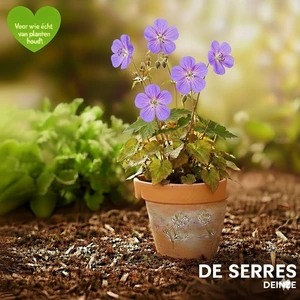 Geranium clarkei 'Kashmir Purple' P9