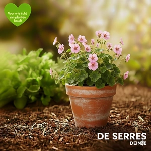 Geranium dalmaticum P9