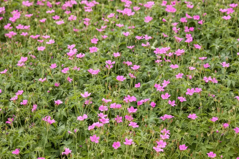 Wargrave Pink - afbeelding 4