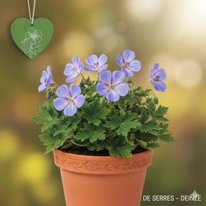 Geranium himalayense 'Irish Blue' P9