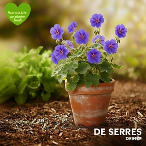 Geranium himalayense P9